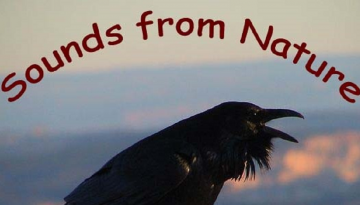 Sounds from Nature logo - raven cawing